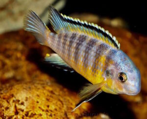 Tropheops gracilior 'Lutara Reef' (Cove Mountain)